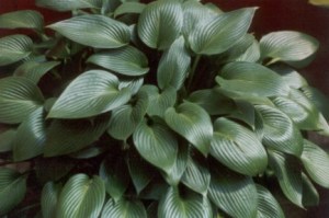 Hosta___Devon_Gr_4e5bf83add725.jpg